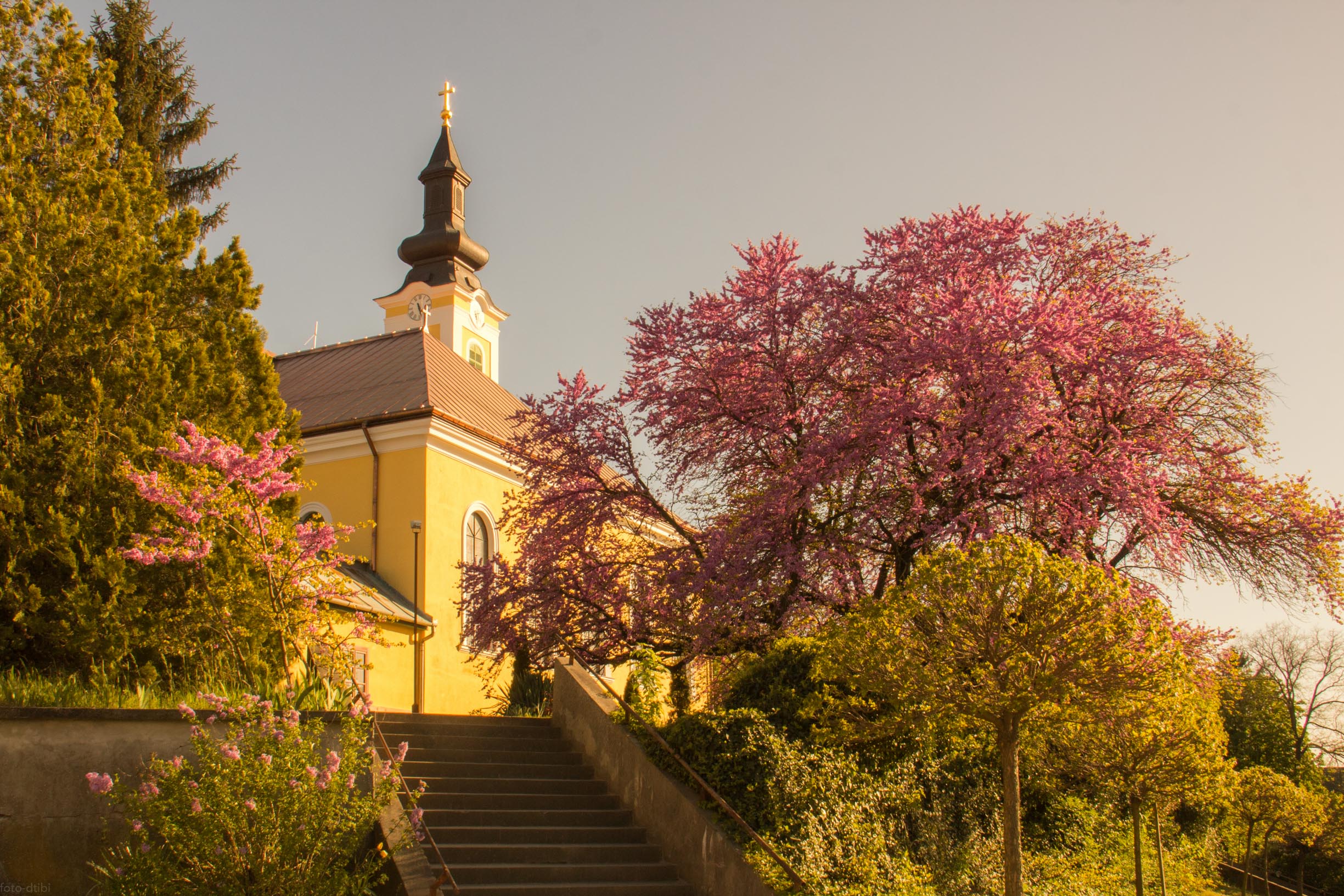 Mélykúti júdásfa lehet Európa év fája!