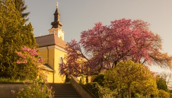 Mélykúti júdásfa lehet Európa év fája!