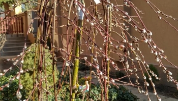 Tavaszi hangulat, februárban...