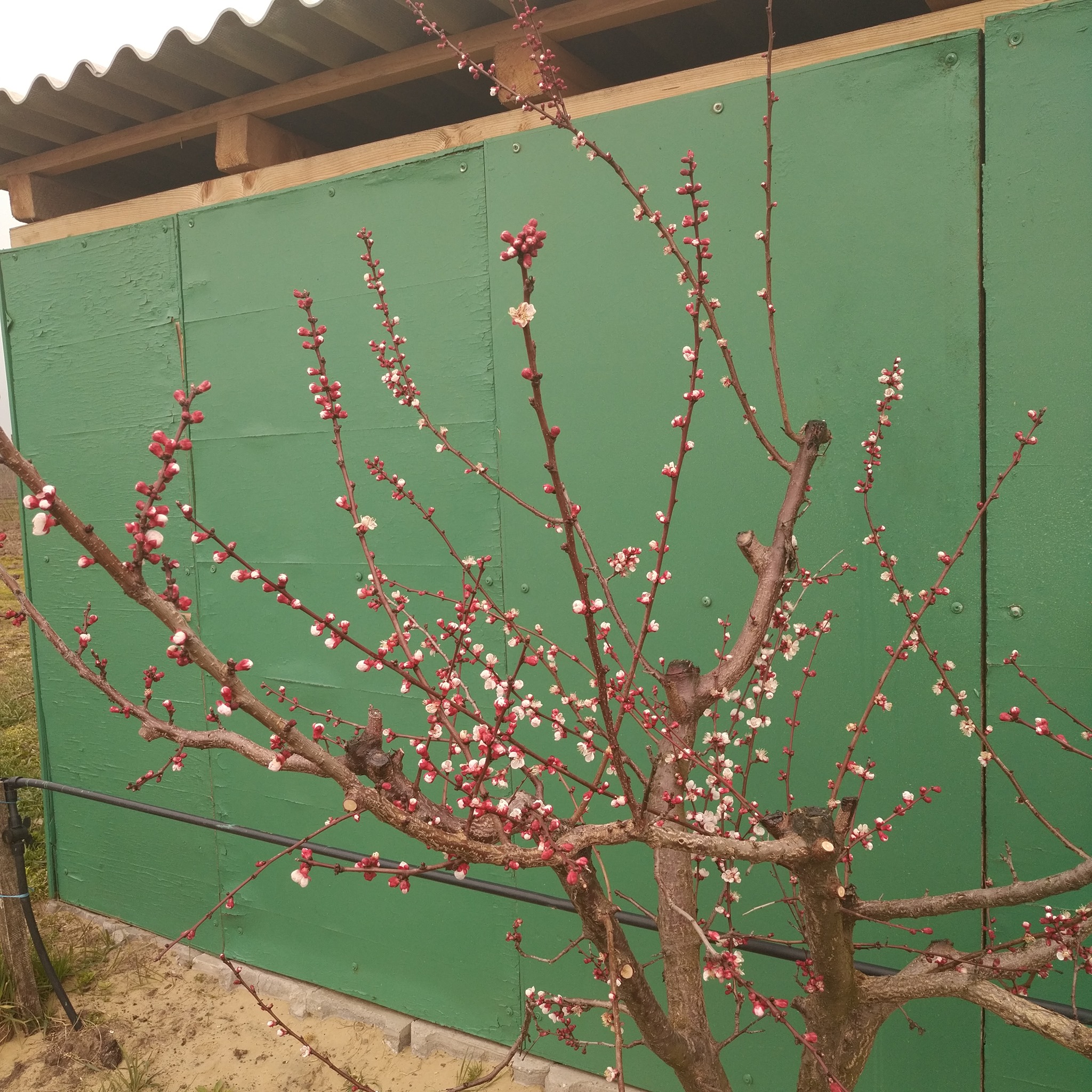 Végeztek a köztéri fák metszésével