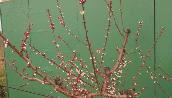 Végeztek a köztéri fák metszésével