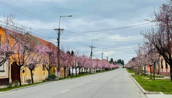 A 10 éve ültetett Vérszilva fák