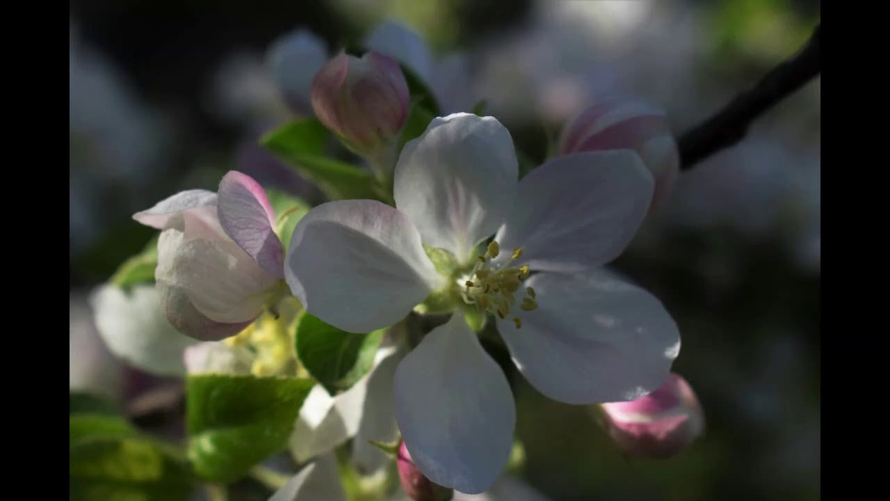 Tavasz van, gyönyörű!