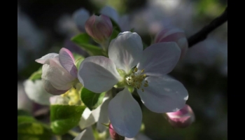 Tavasz van, gyönyörű!