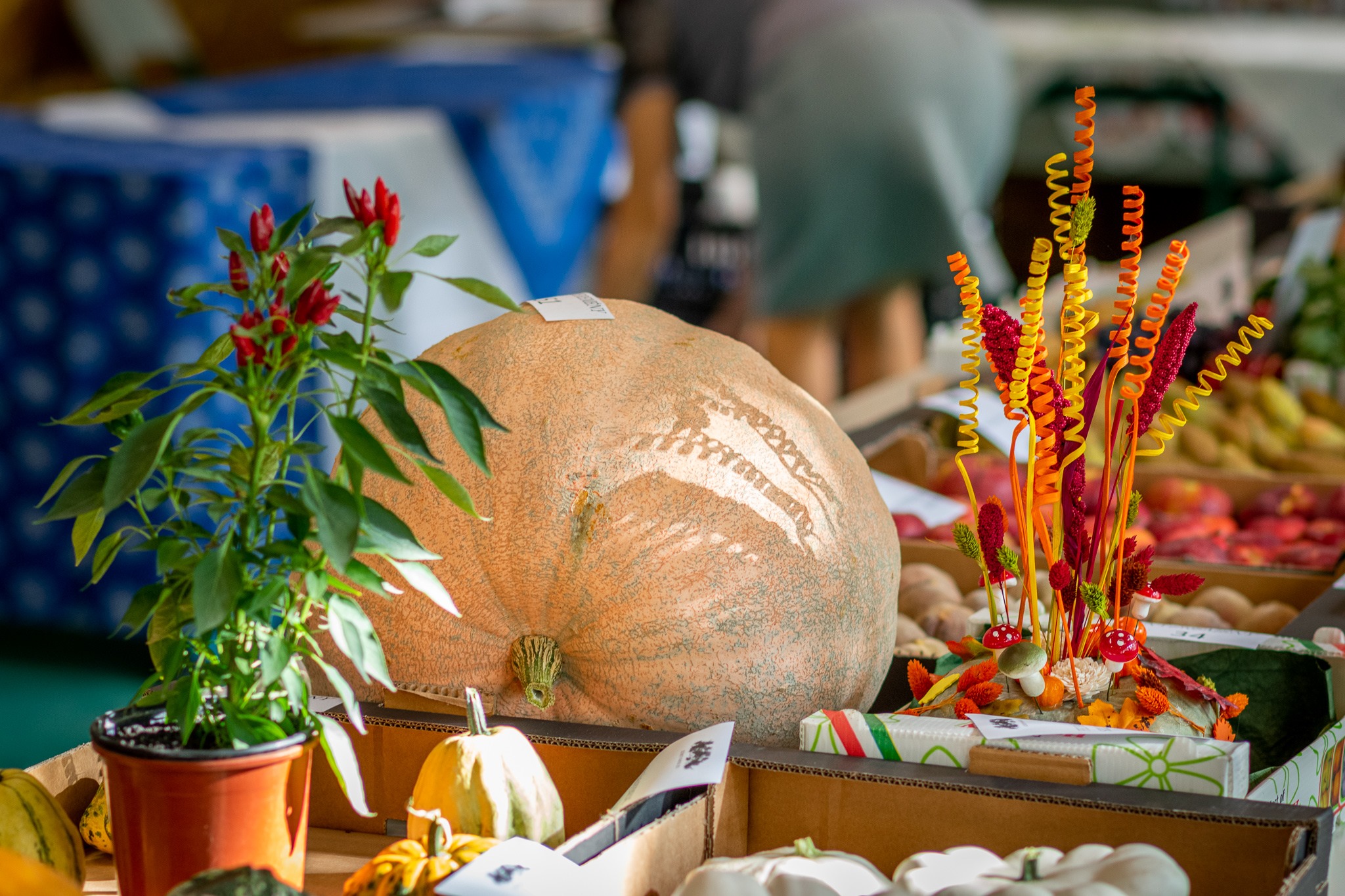 Szüreti Mulatság 2021 Videó