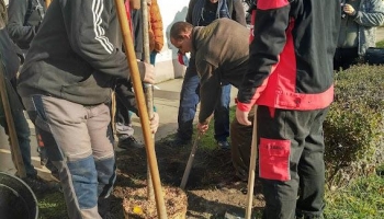 Fásítási Program - Jánoshalma