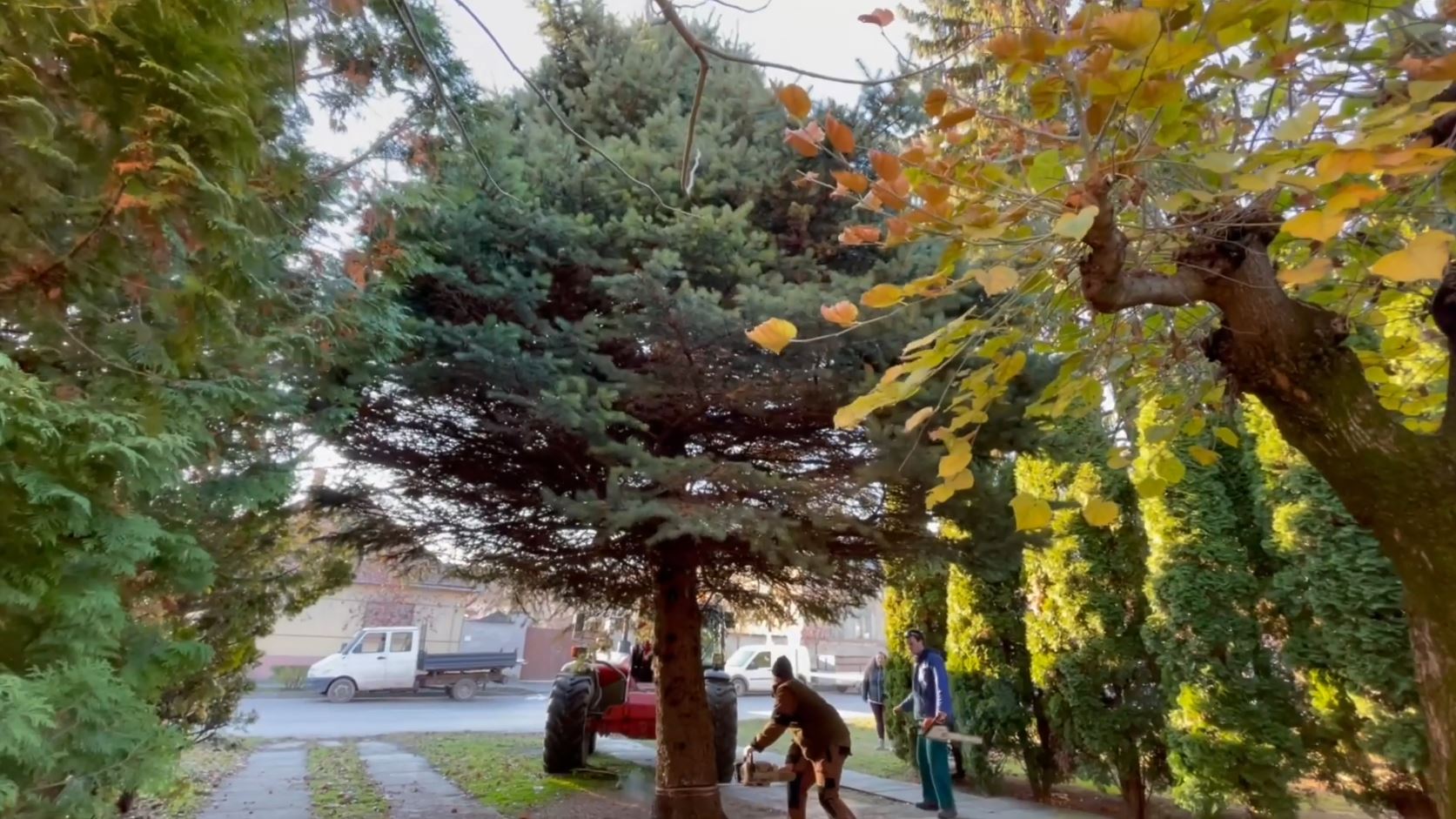 Hatalmas, terebélyes, zöld óriás