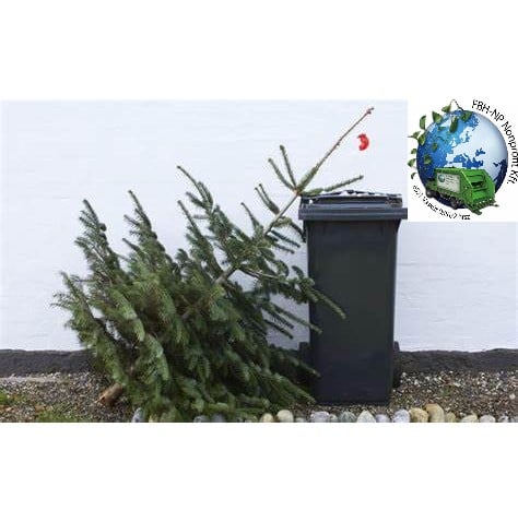 Tájékoztató a fenyőfagyűjtés rendjéről