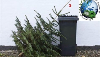 Tájékoztató a fenyőfagyűjtés rendjéről
