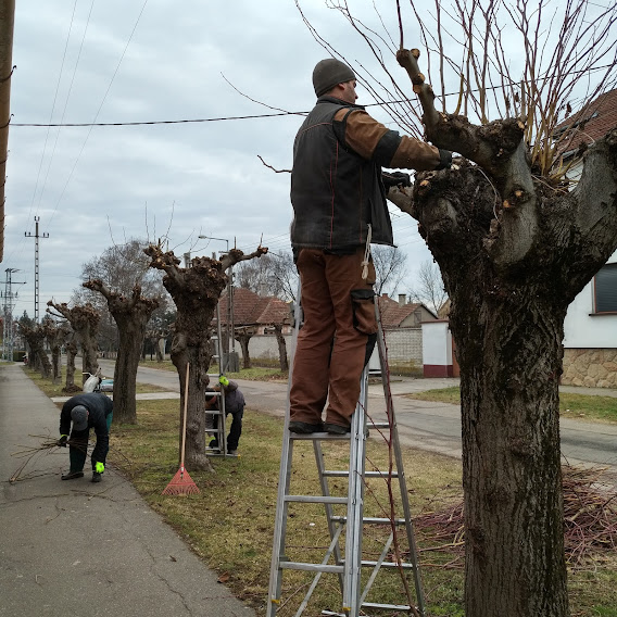 Folyamatos a köztéri fák metszése