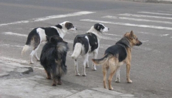 Kóbor ebek elszaporodása - közlemény