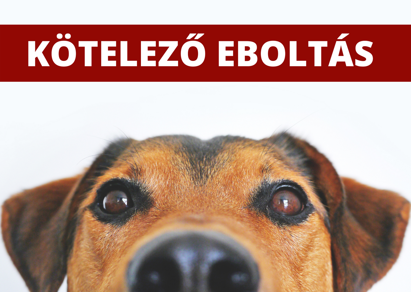 Kutyák kötelező veszettség elleni oltása 