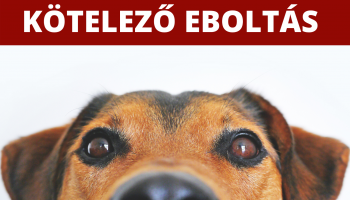 Kutyák kötelező veszettség elleni oltása 