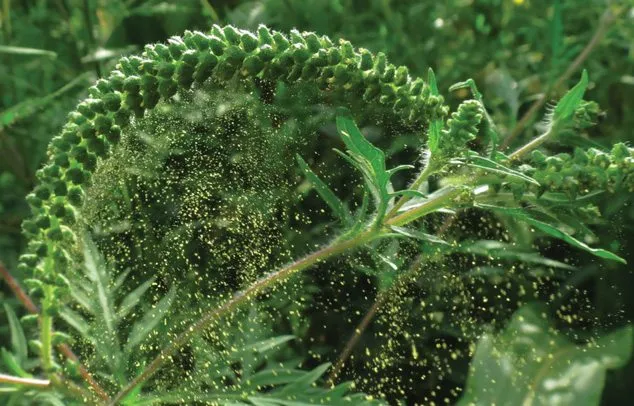 2022. ÉVI PARLAGFŰ-MENTESÍTÉS