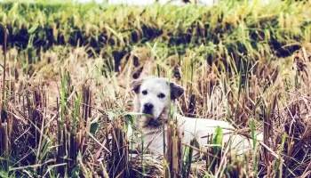 ÁLLATVÉDELMI HATÓSÁGI JOGKÖRÖK 