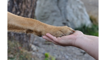 LAKOSSÁGI TÁJÉKOZTATÓ  - ÚJ ÖNKORMÁNYZATI RENDELETRŐL
