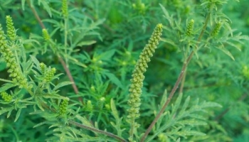 JÁNOSHALMA VÁROSI ÖNKORMÁNYZAT 2023. ÉVI PARLAGFŰ-MENTESÍTÉSI PROGRAMJA