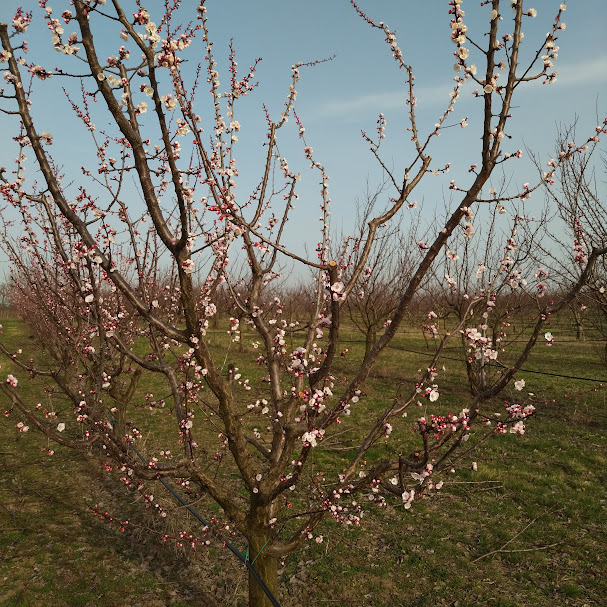 Terem e gyümölcs az idén?
