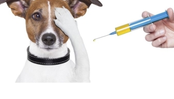  2024. évi eboltás ütemterv