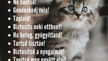 Felelős állattartás