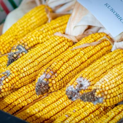 242291228 4440831872621691 4813961413488901155 N