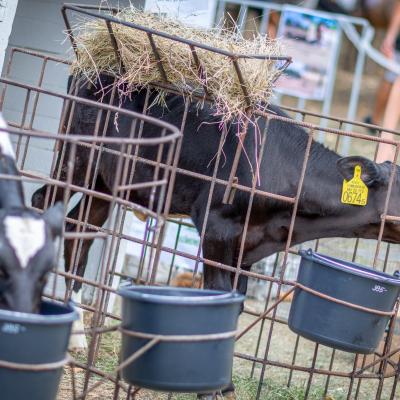 242071683 4443796655658546 8486018319499356693 N